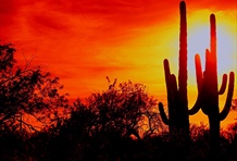Saguaro National Park